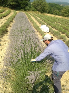 Cut flowers of lavender